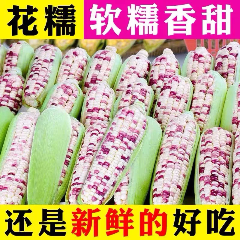 【申通快递明日达】主播开播福利价花糯676新鲜现摘带叶现发包邮带箱售后保障江苏省花糯玉米 2.5kg江苏省