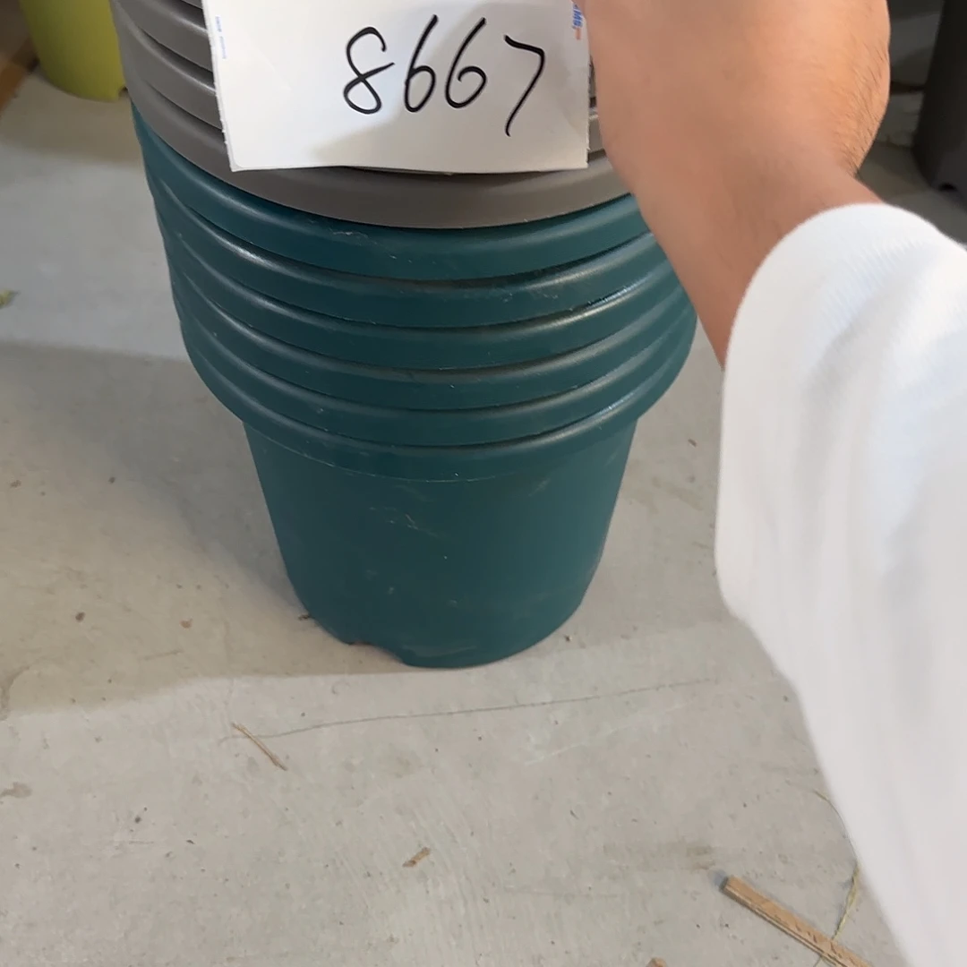雄***哥编号8667，5号无托