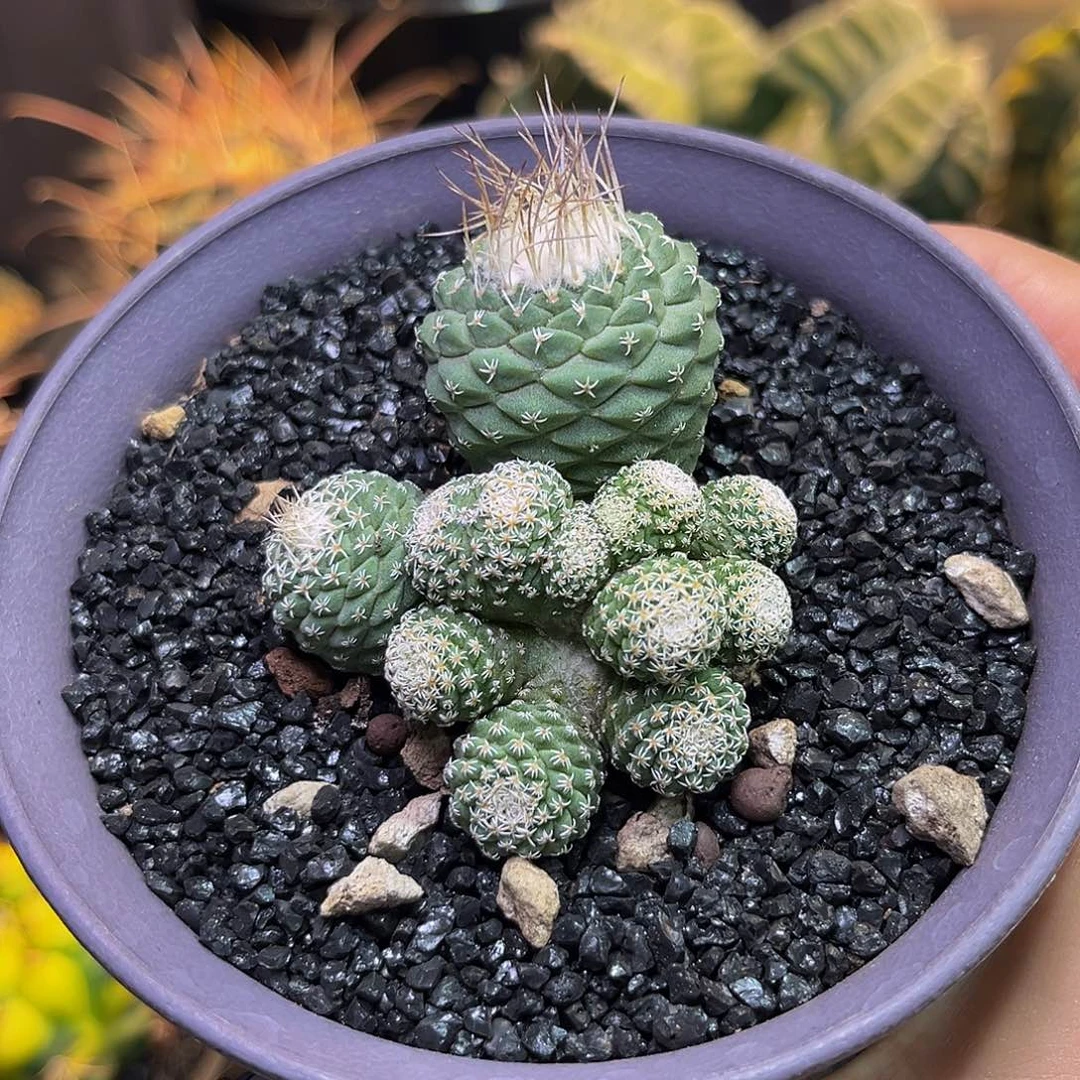 菊水Zzzzzzzzzzzzzzzzz