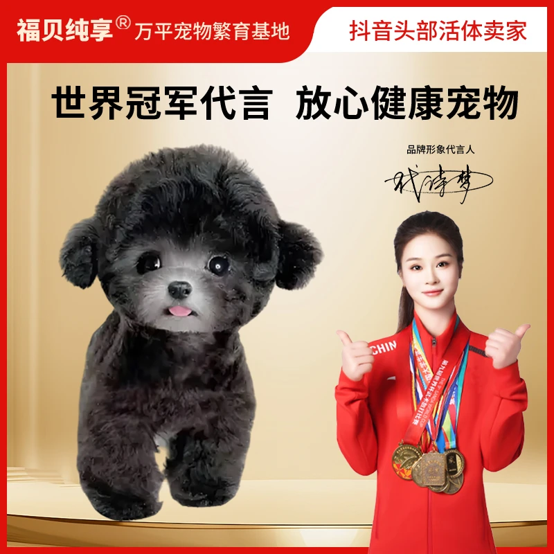【欢哥讲泰迪-福利款】泰迪宠物活体纯种宠物泰迪熊