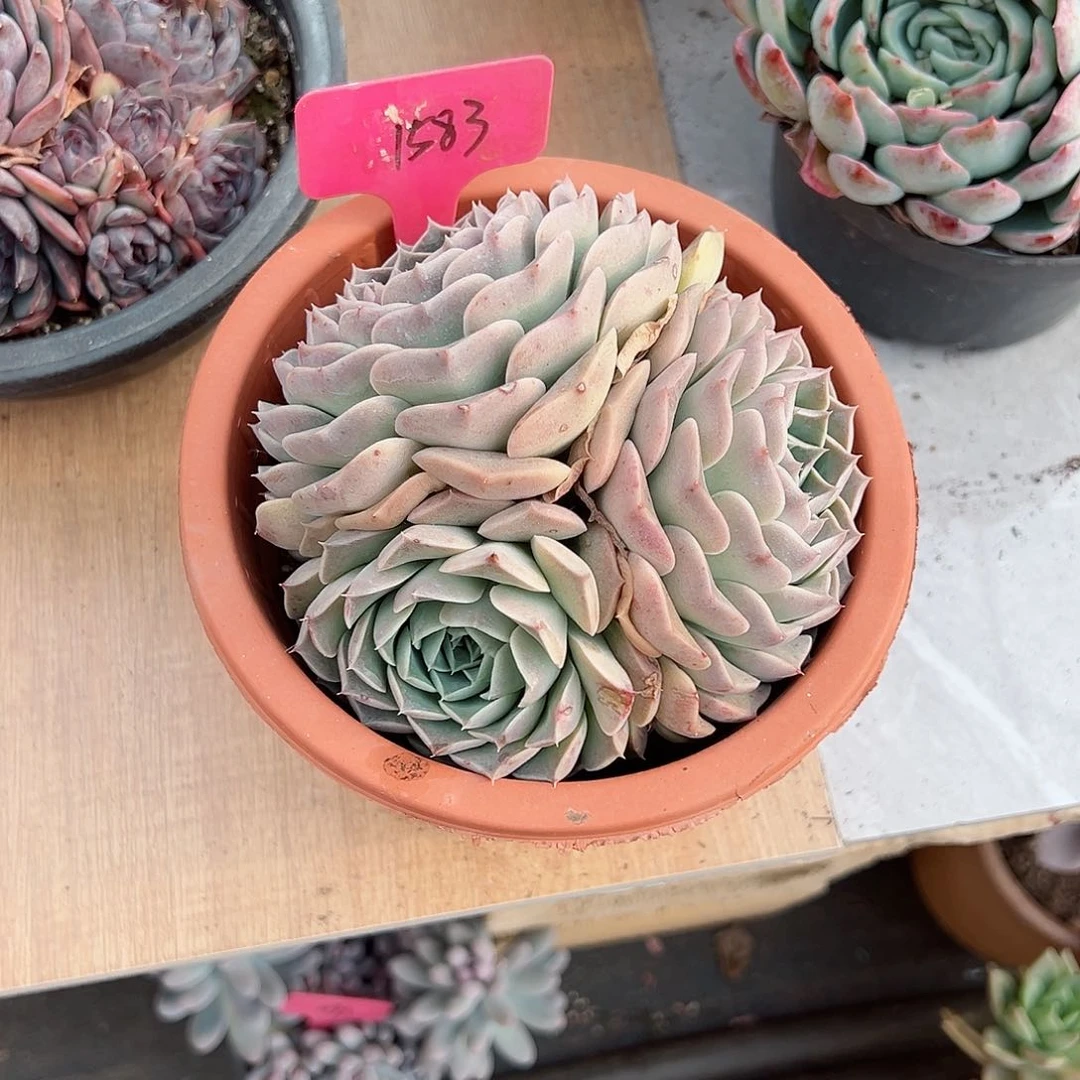 ?*叶1583小海螺多肉植物