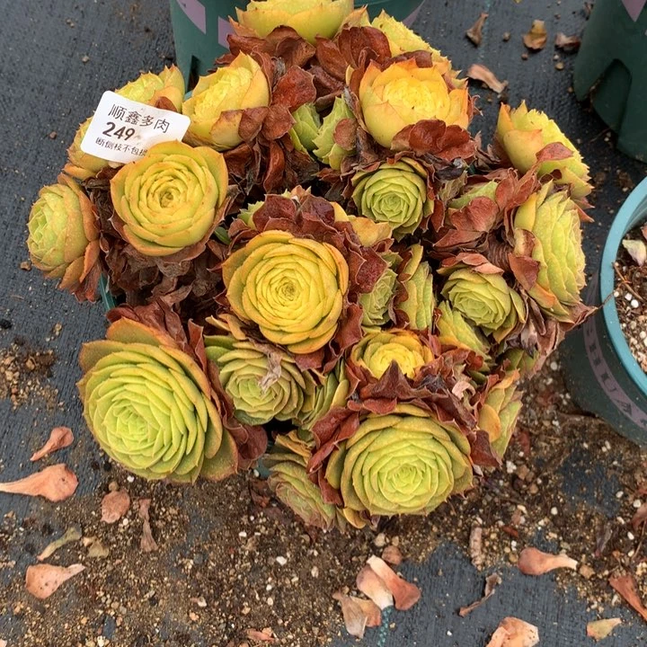 春***。249万圣节多肉特价不售后