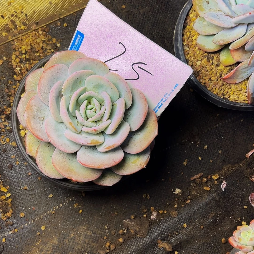 唯***e25号一物一拍脱土包邮