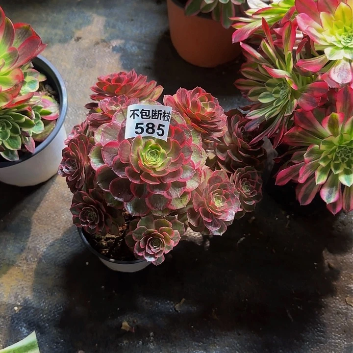 585多肉法师锦1111