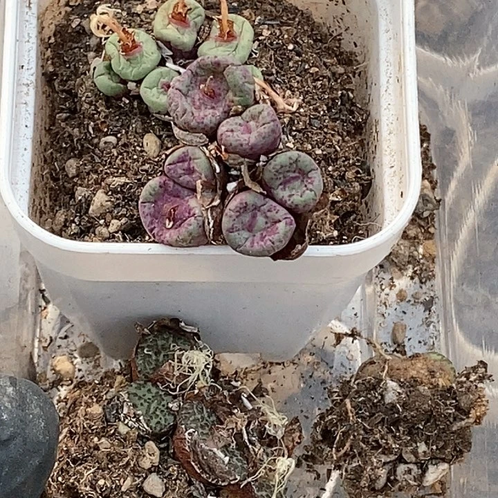 小*鸡桃喜花园0122-3打包4颗