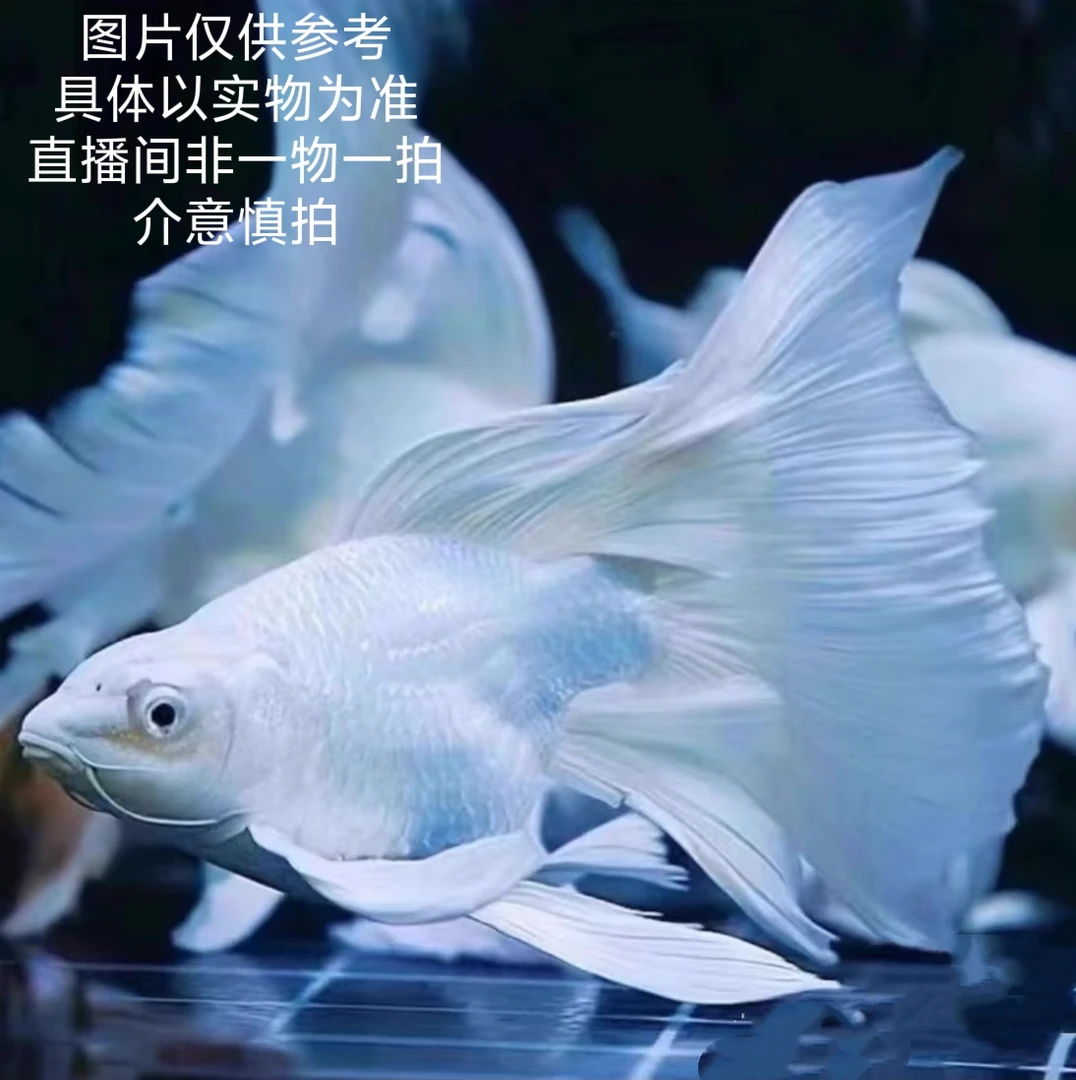 精品贵妃蝴蝶鲤8-12白色普身观赏鱼自家渔场直发新手好养易活
