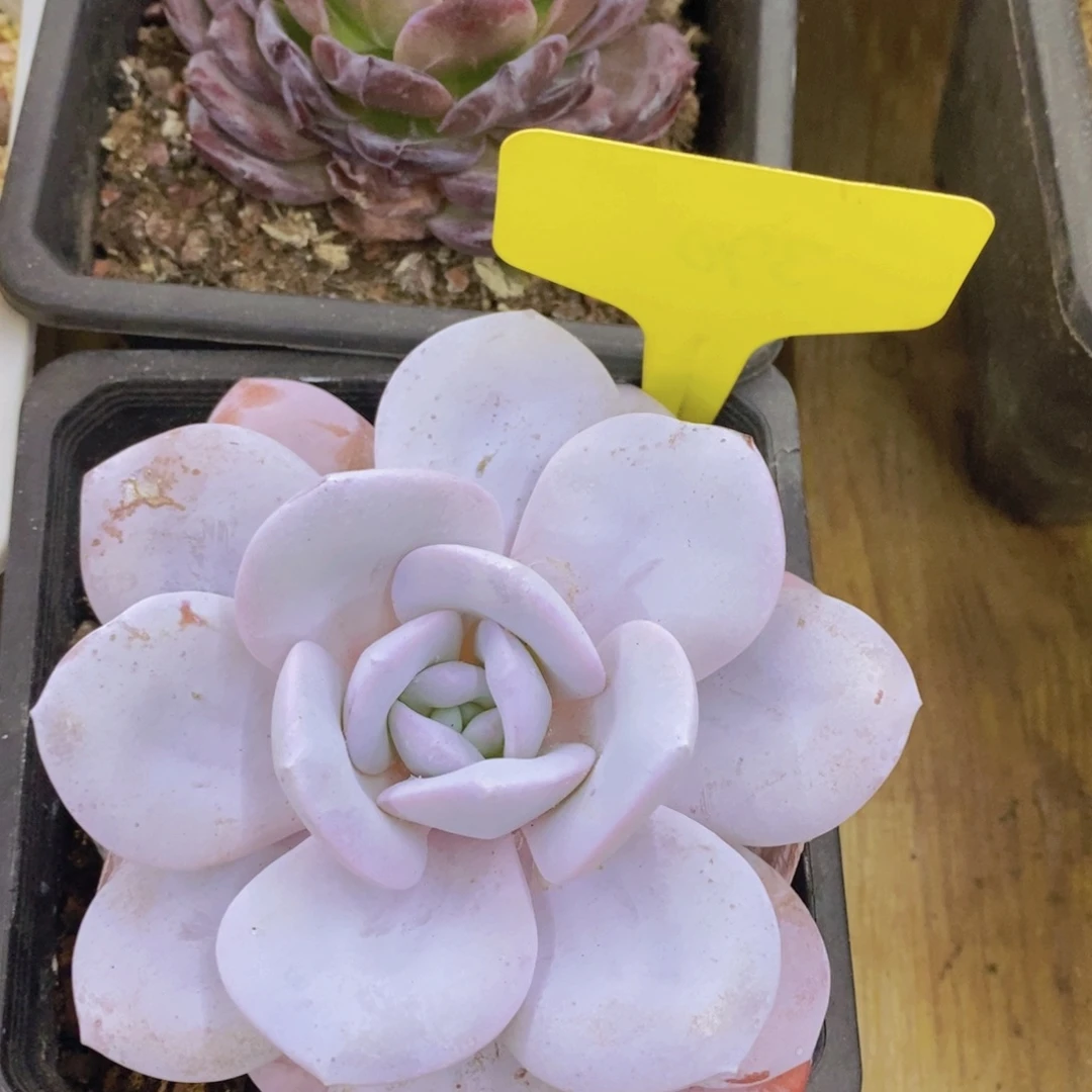 开心多肉，破价专场2，不包价