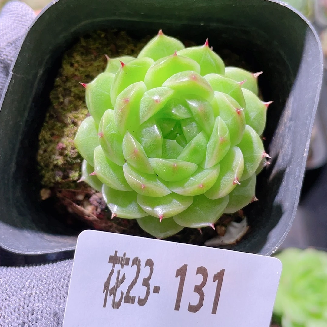 花利美23-131海王