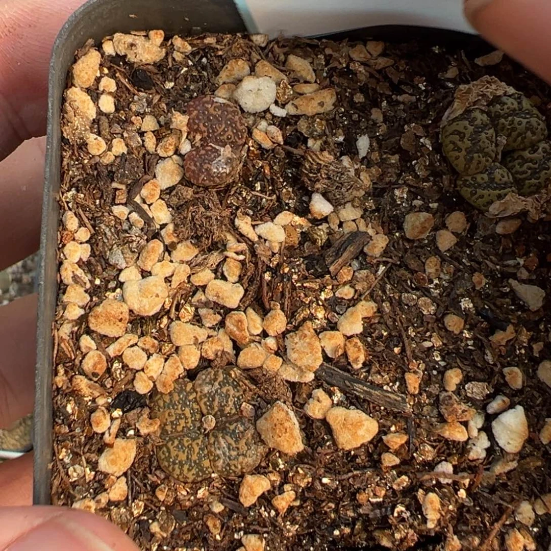 26-75肉锥多肉植物