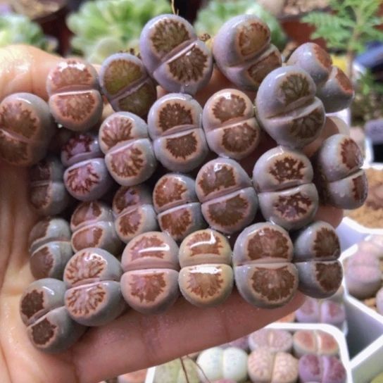0156，25棵菊老皮微瑕1.5-1.8厘米