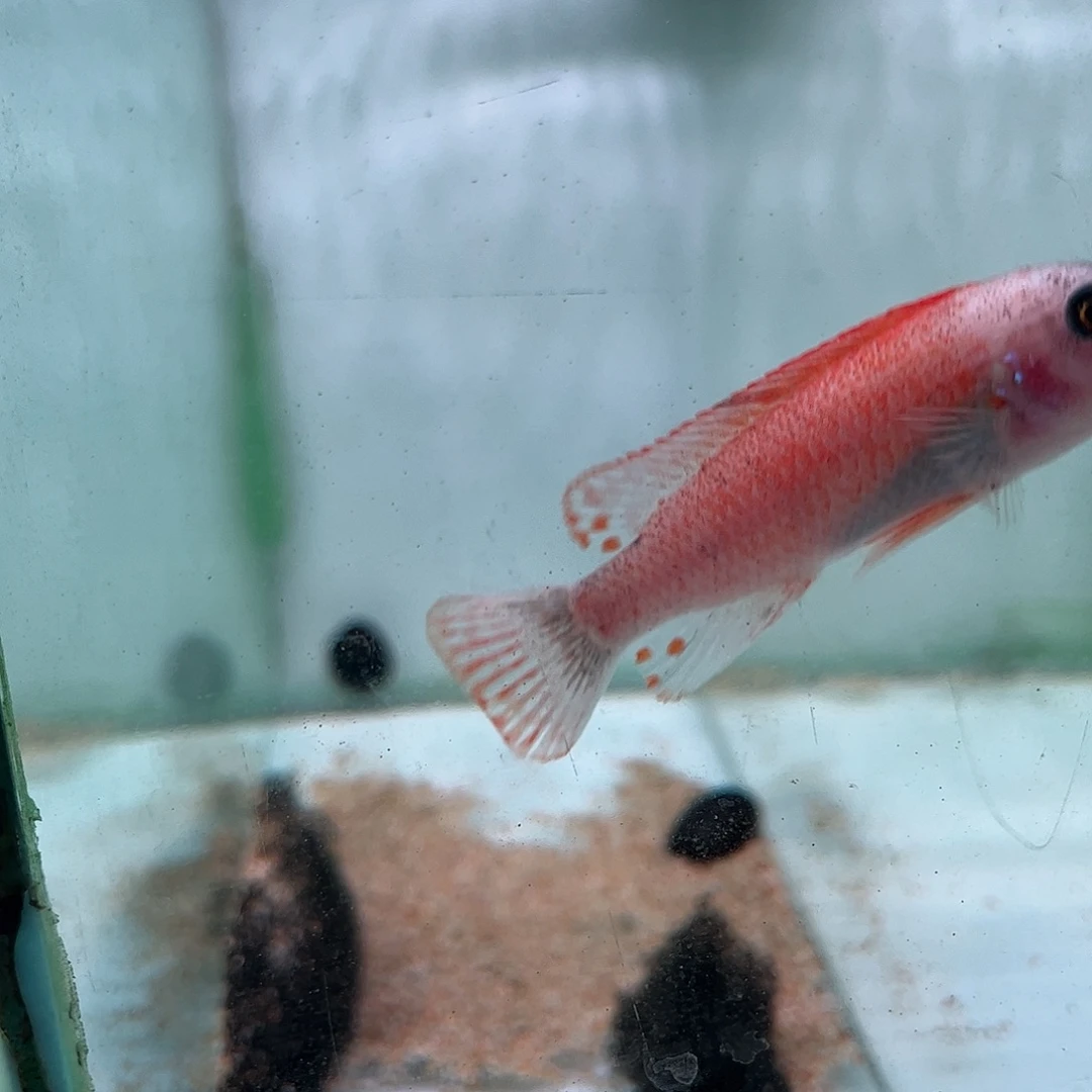 飞***i海水鱼49号o公拍49