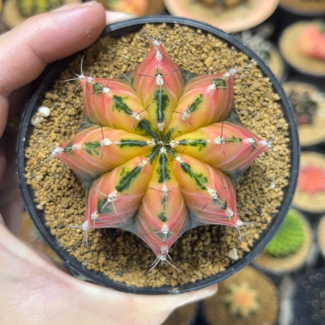 实生根泰球全品———