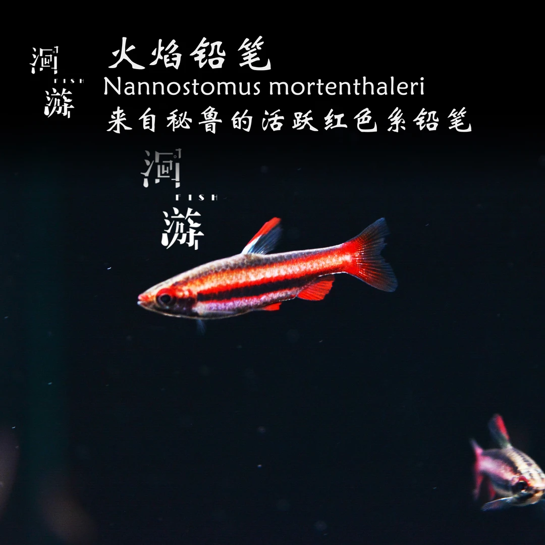 【洄游】火焰铅笔 灯鱼南美热带观赏鱼小鱼混养定水检疫满100包邮