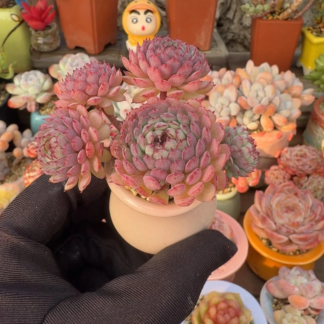 小红衣 多肉含盆土 一物一拍