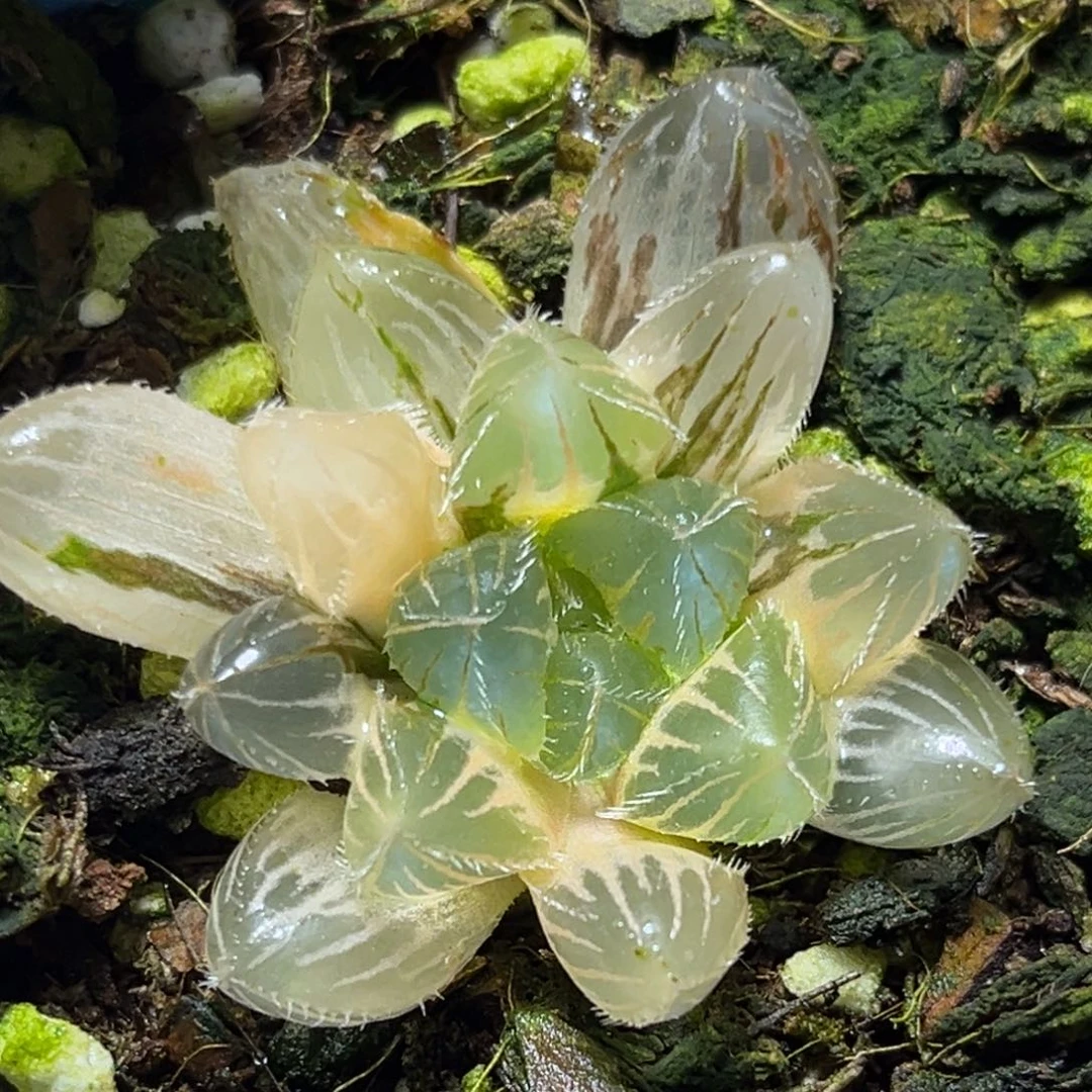 恭喜发财大吉大利718