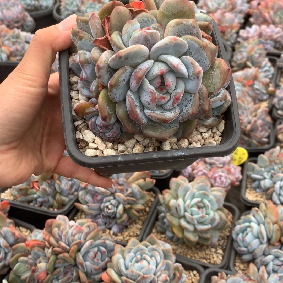 无花朵哈哈哈哈哈哈哈哈哈11