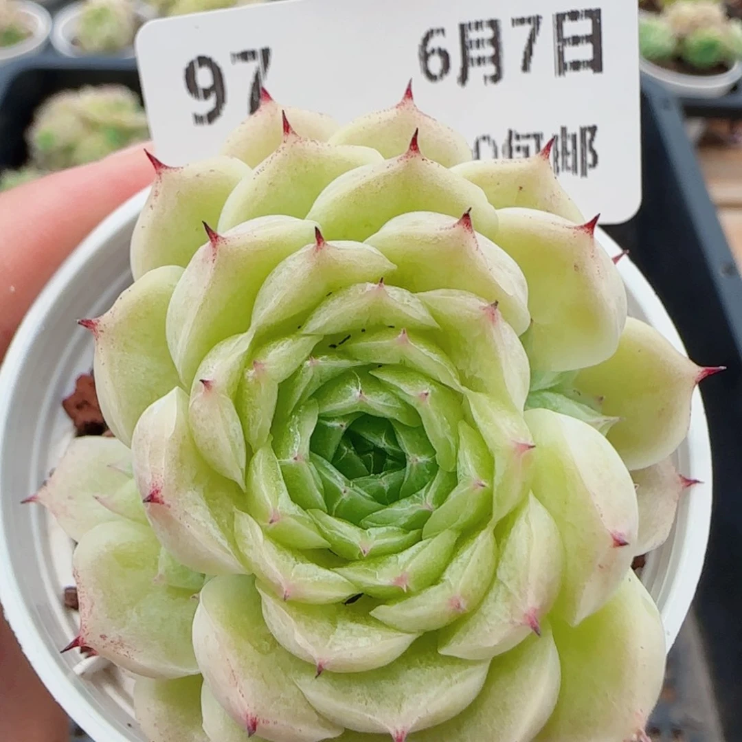 花语逸镜0607-97