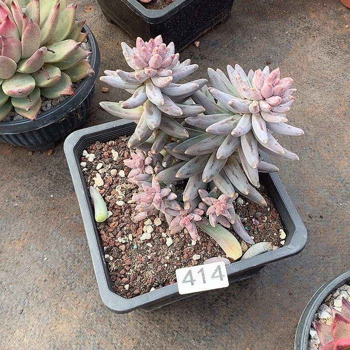 414凤雨 一物一拍多肉