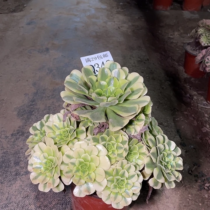 346绿豆沙多肉植物
