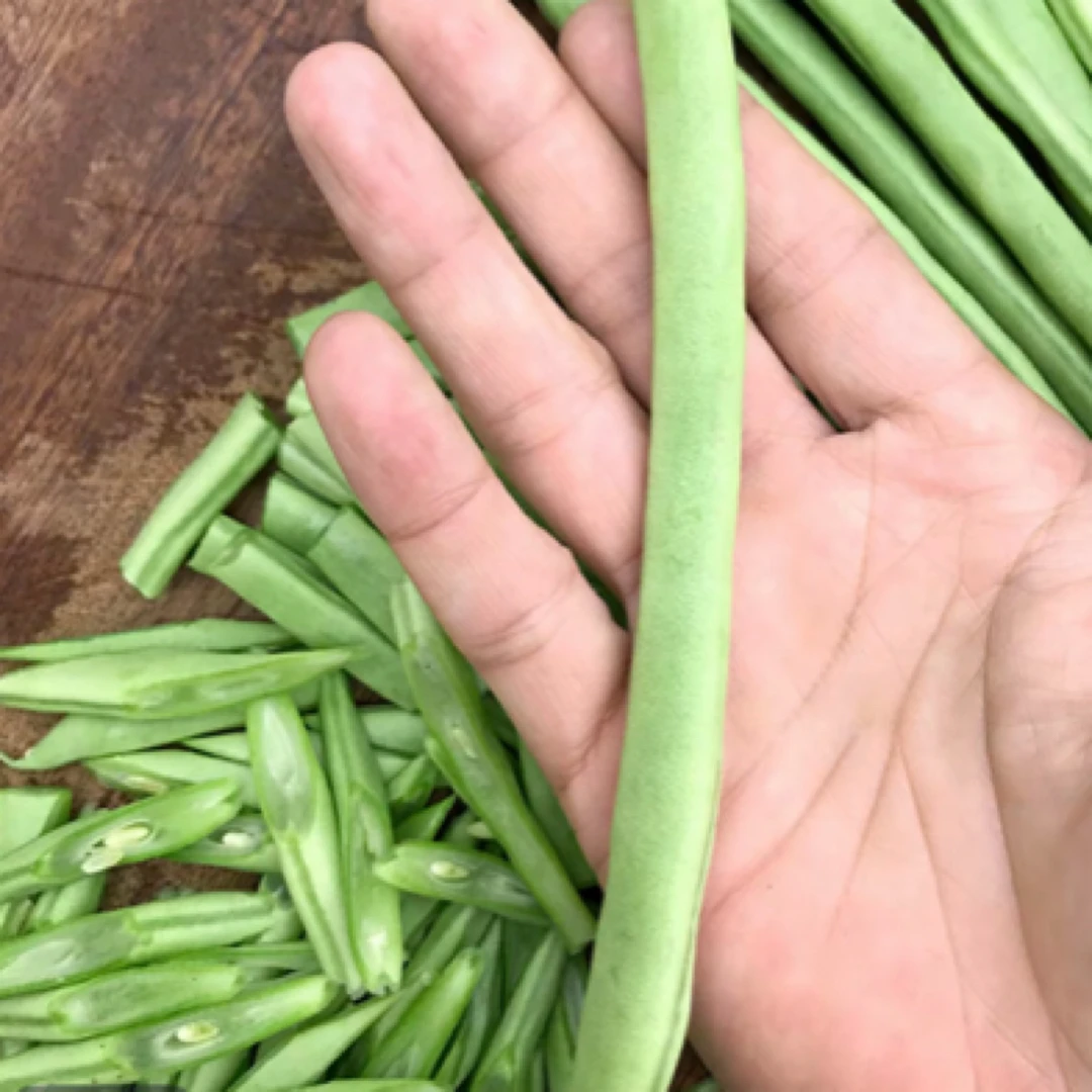 彭家沟村农户自种 四季豆