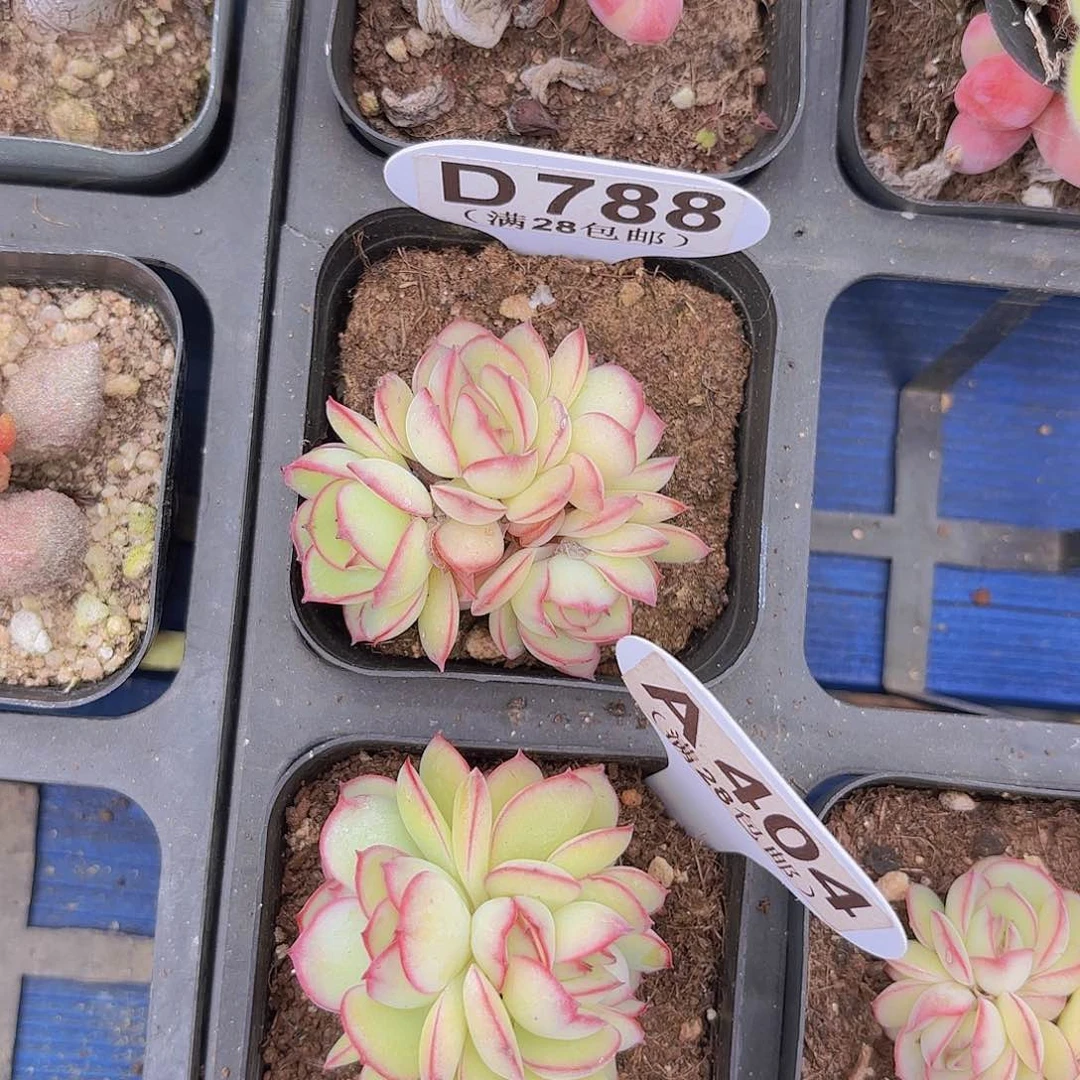 D788牡丹亭一物一拍