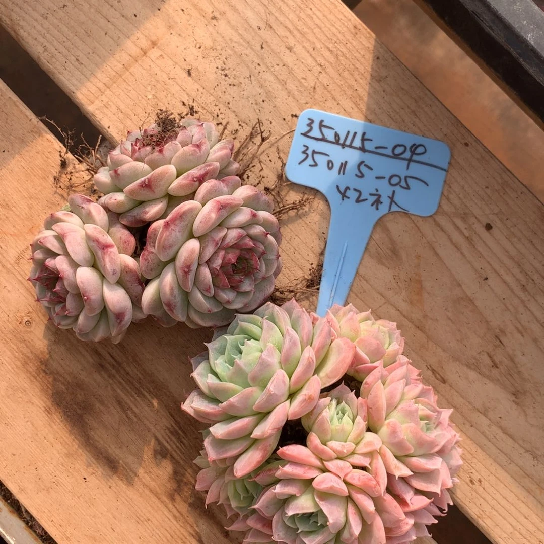 p****e350115-05天鹅绒杂交补