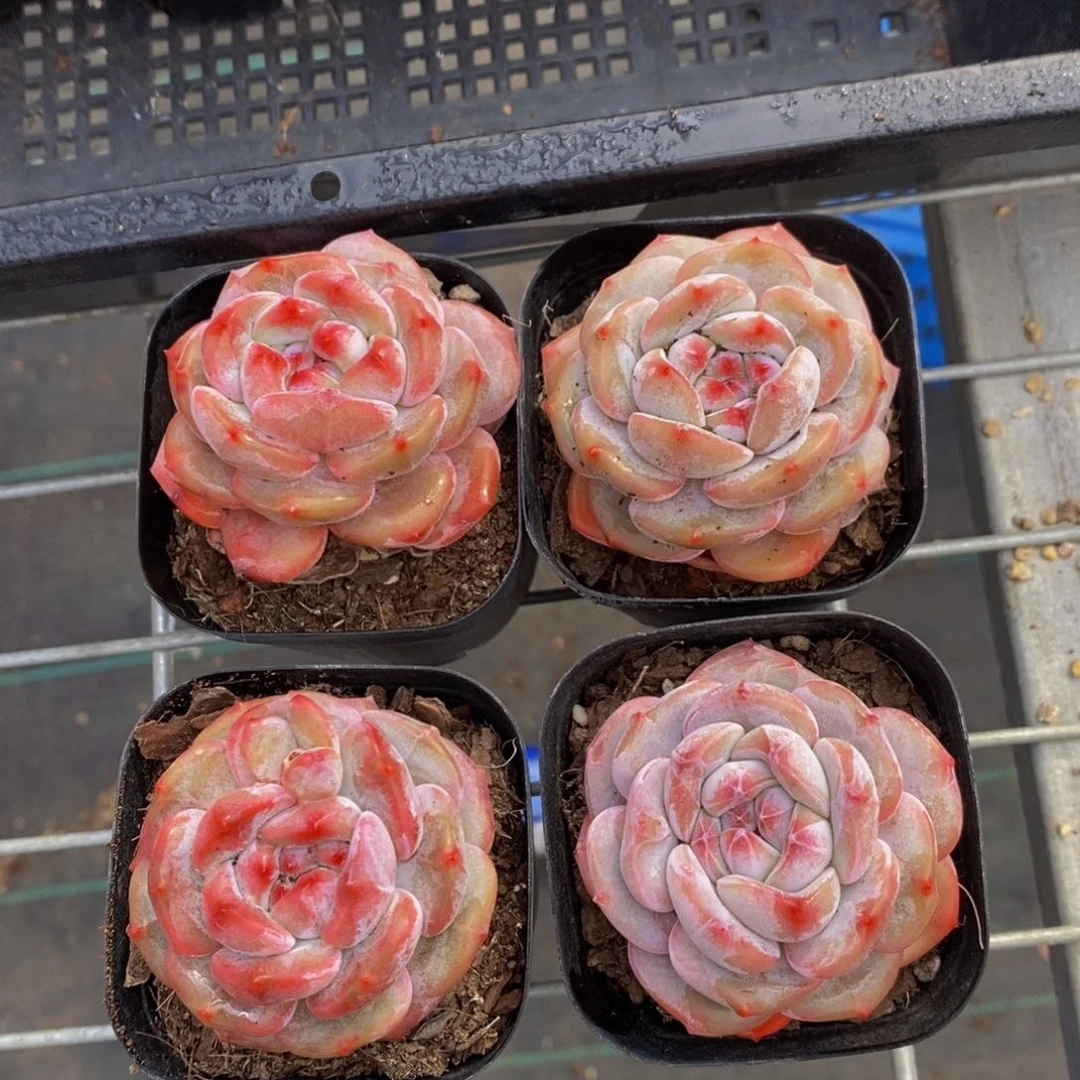 D688-墩墩橙单头两个