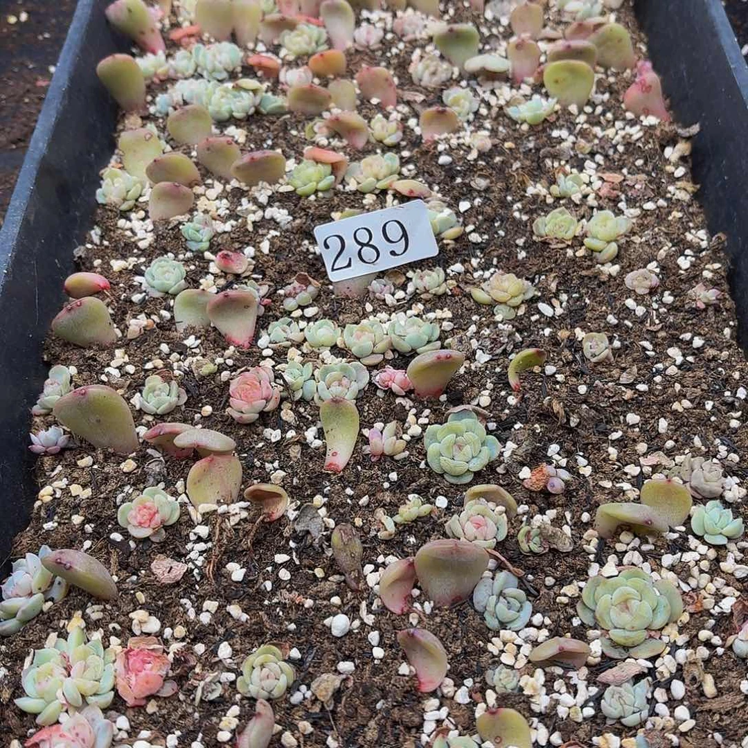 多肉植物多肉植物289