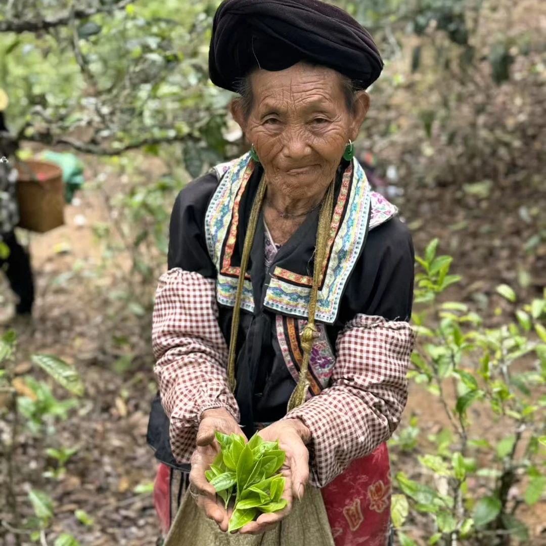 果敢王-渣子树老班章平替款回甘生津霸气普洱茶生茶2023头春高货