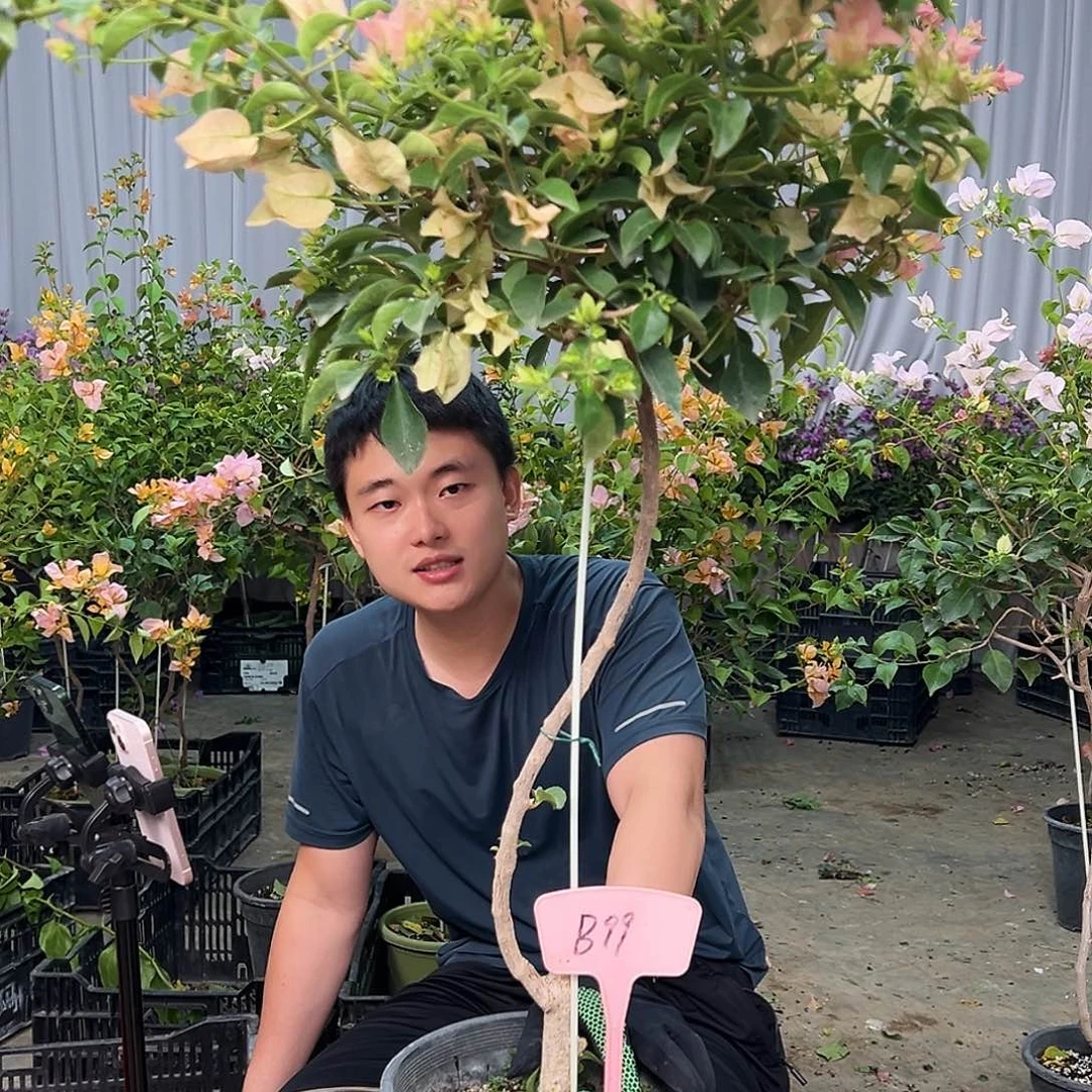 飞***飞当前无花栽培后可以开花B99卡亚塔