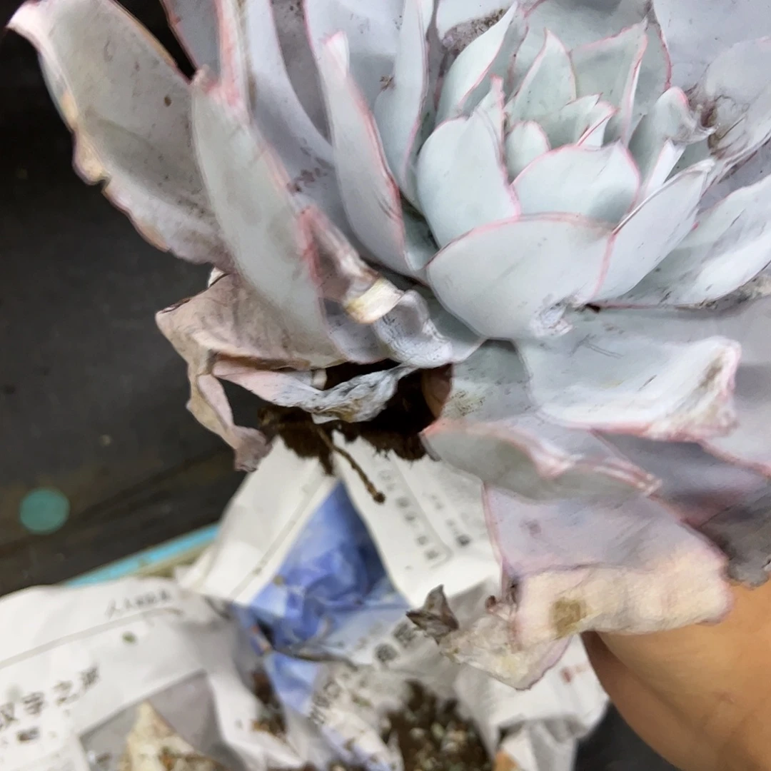 广寒宫有伤18零零多肉植物