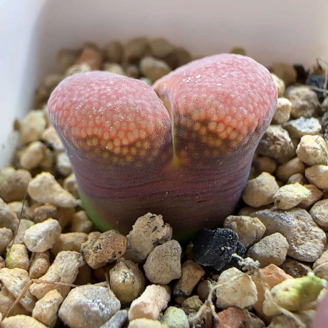 6249大白多肉植物园