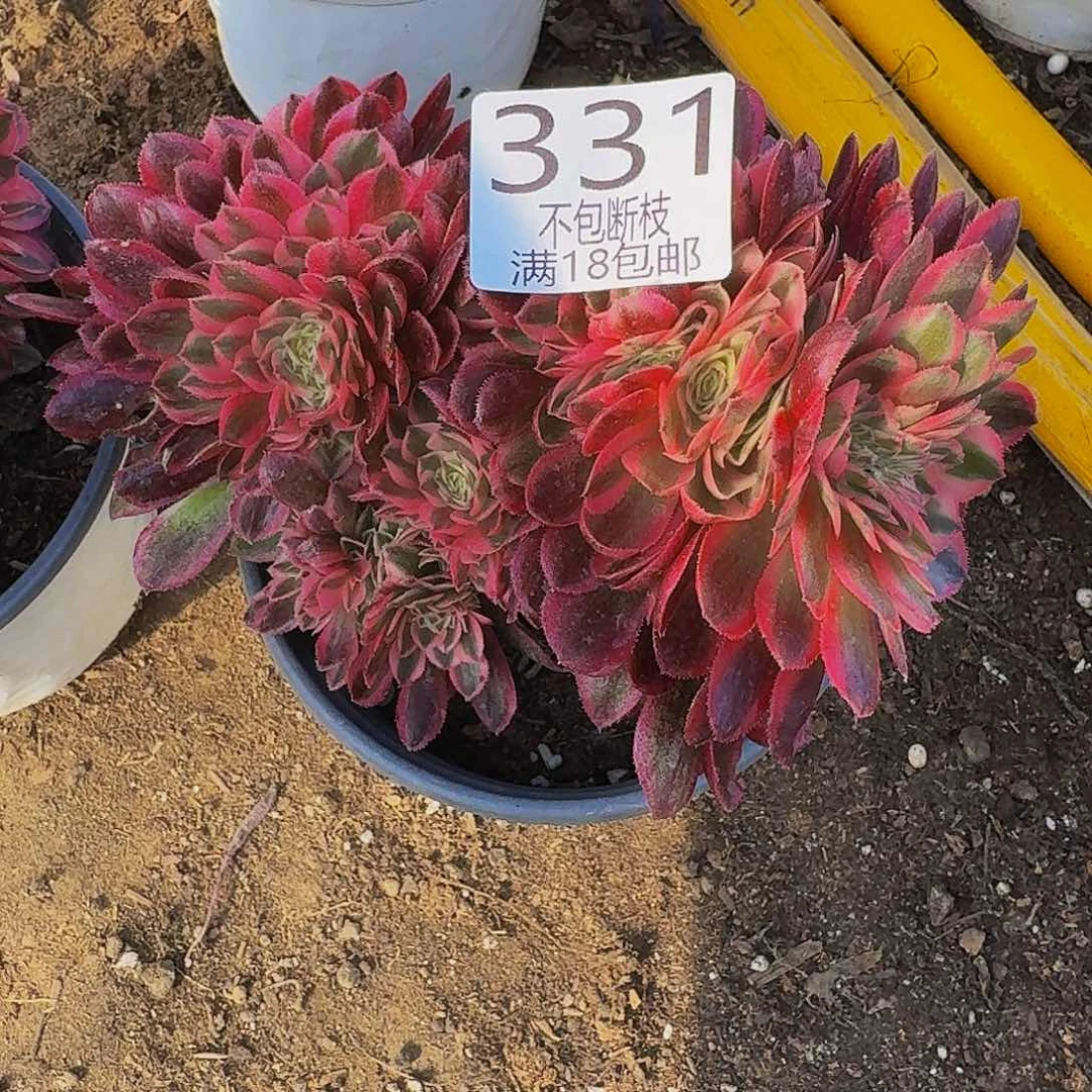 在**方331倾城缀化多肉法师的