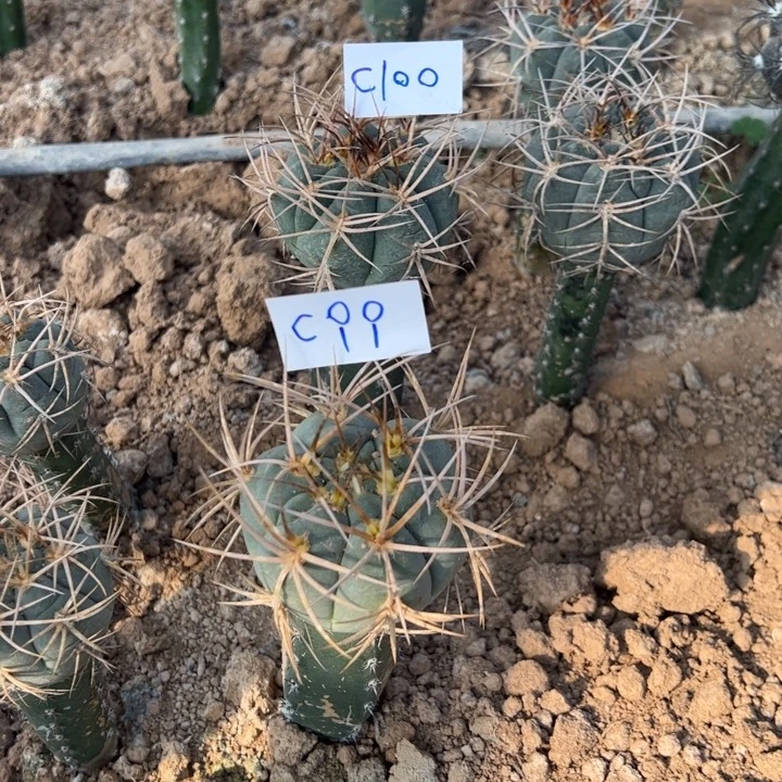 冰***洁C99两颗嫁接光凌玉160