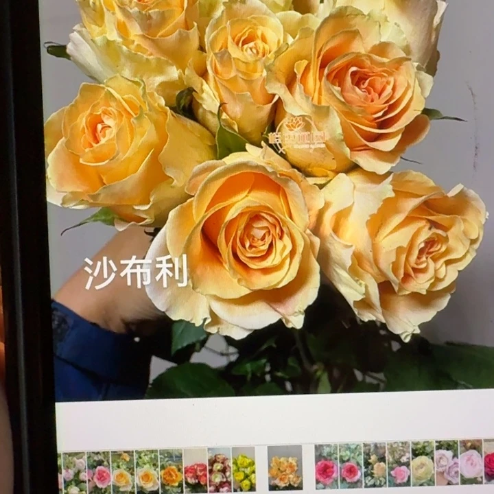 无花朵沙布利扦插小苗