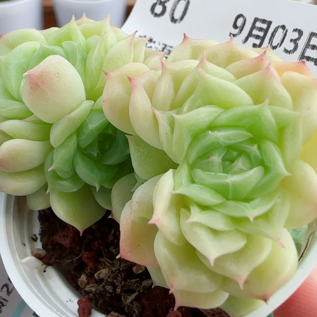 花语逸镜0903-80散