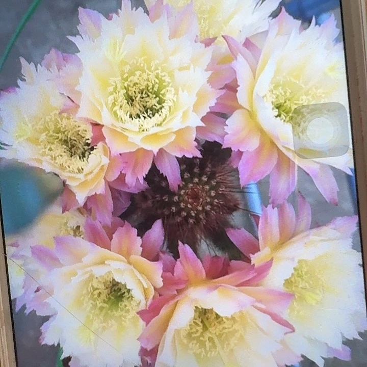 ts126 侧芽高8公分左右毛花柱（20包邮）