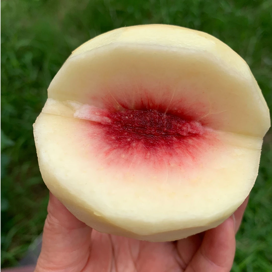 【脆蜜桃】秭归高山青脆蜜桃冬桃青皮白肉红心脆甜爽口现采现发