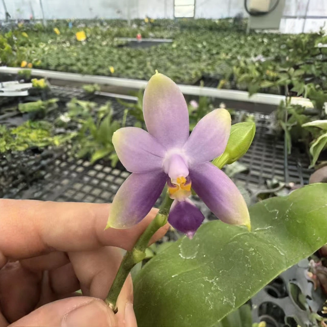 《荧光蝴蝶台湾蓝兄弟交》（2.5寸）（带花苞或抽梗）有叶瑕建议勿拍