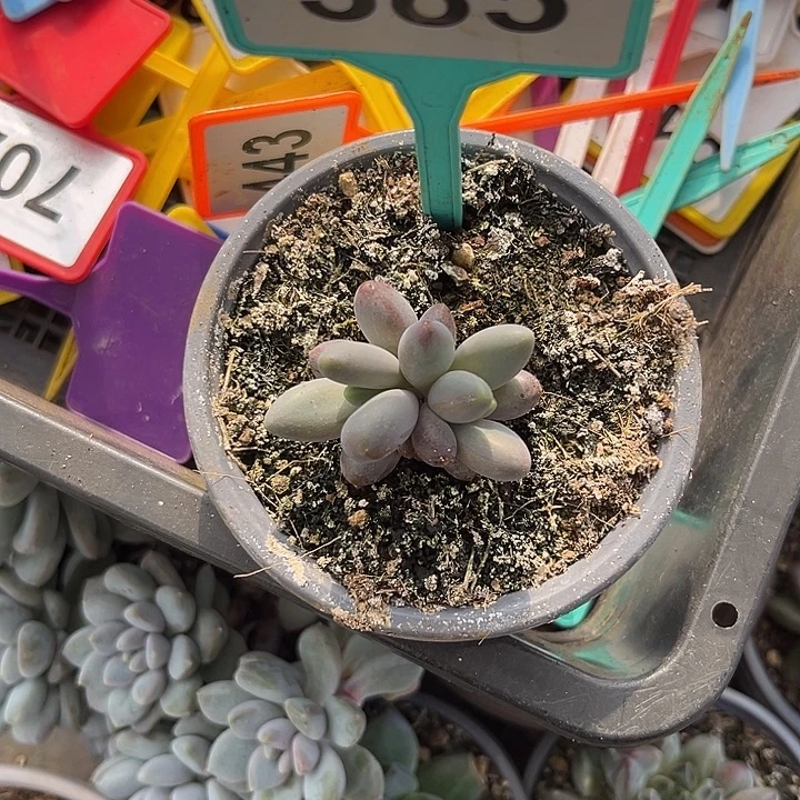 多肉植物烟花美人385