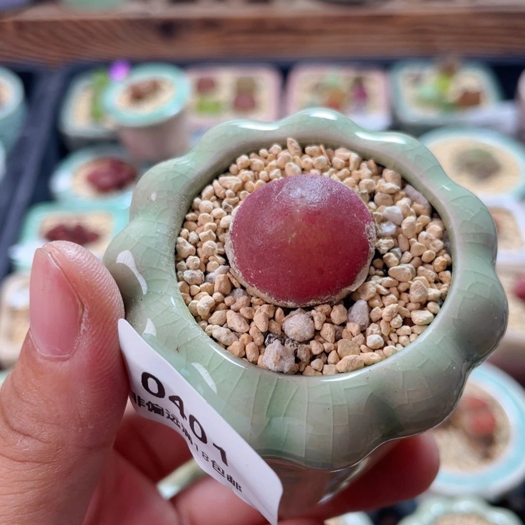 无花朵0401/-一物一拍 带盆