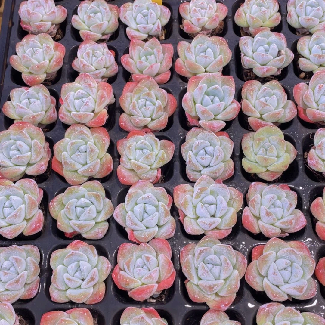 692号 老桩钻石冰玉小精品七颗 加三个赠品