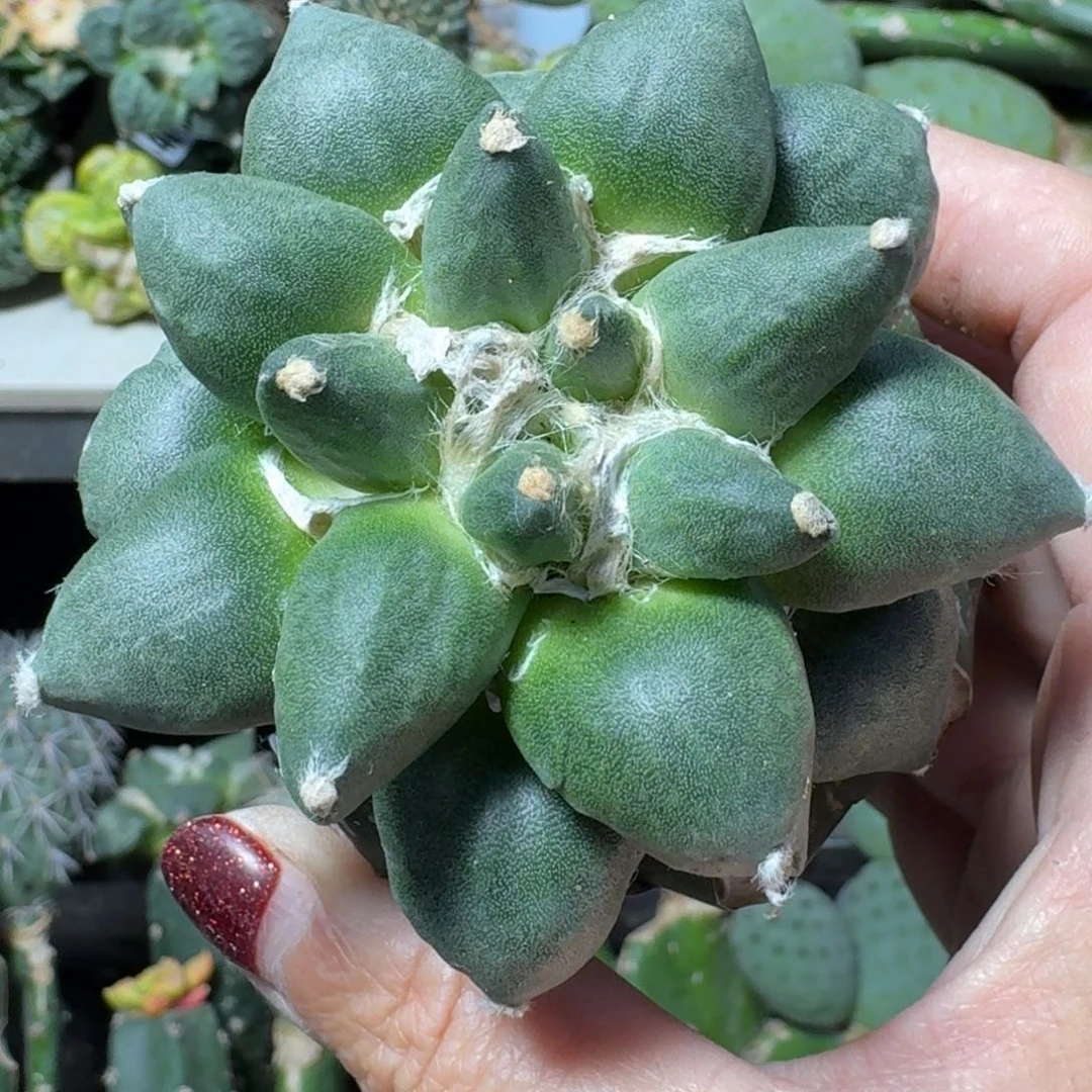 【闪购商品】无花朵福利牡丹485