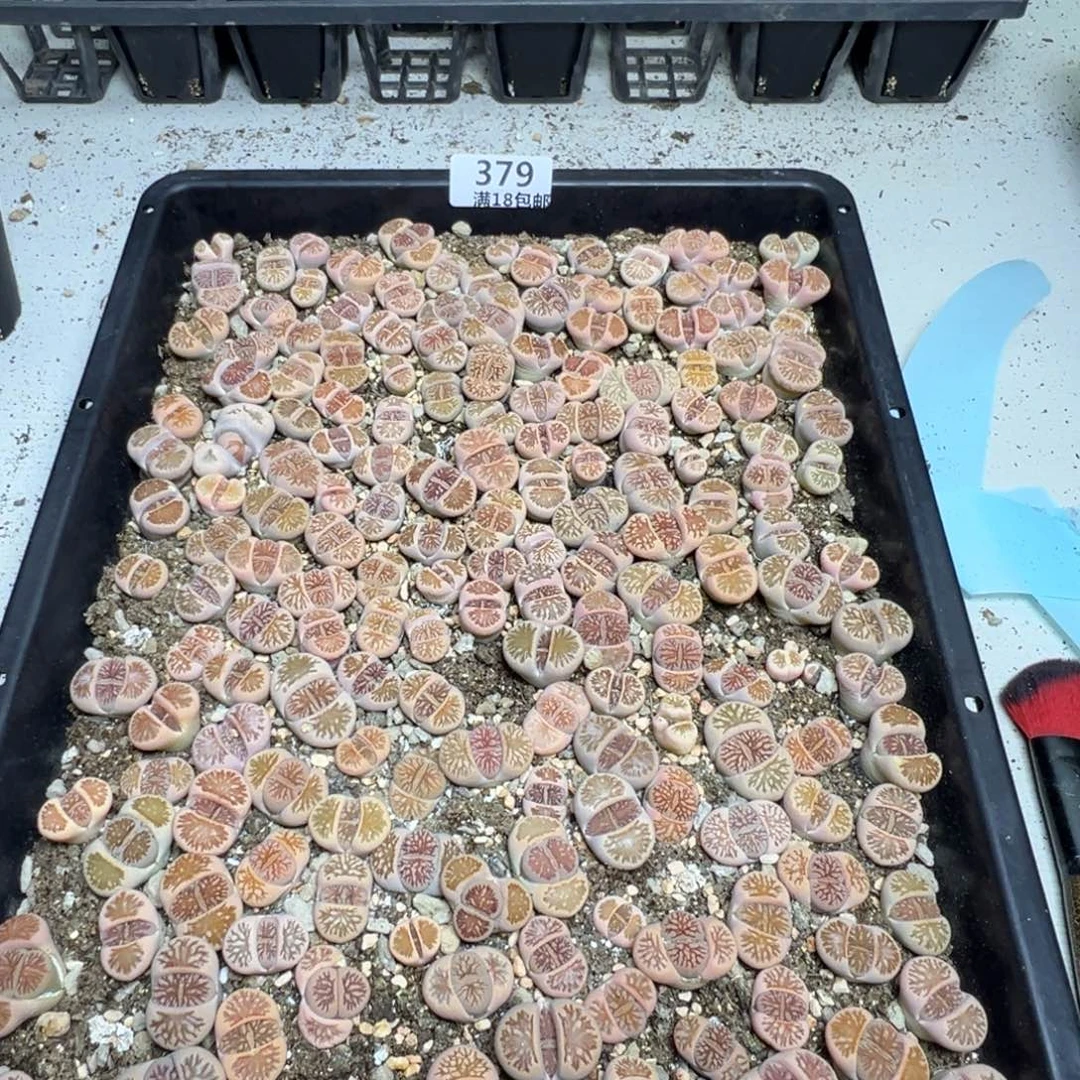 【闪购商品】 379。