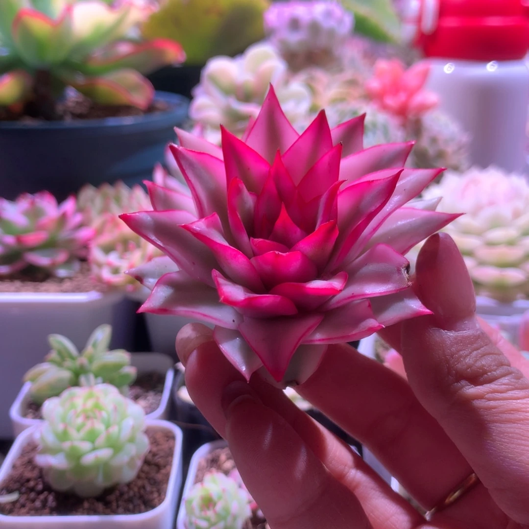 吉赛尔宽覆轮锦砍头