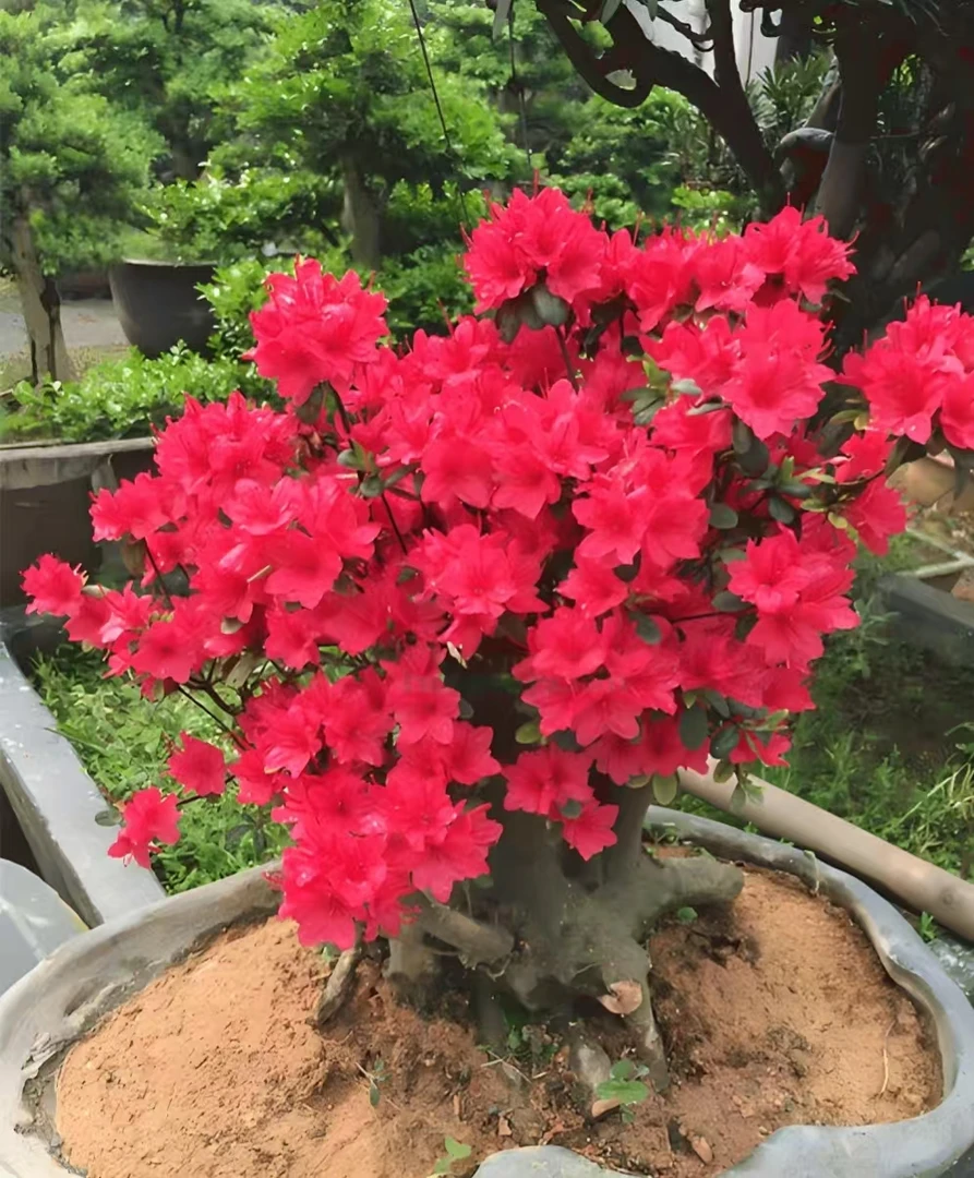 无品牌高山映山红鸡血红 桩型奇特 花色漂亮