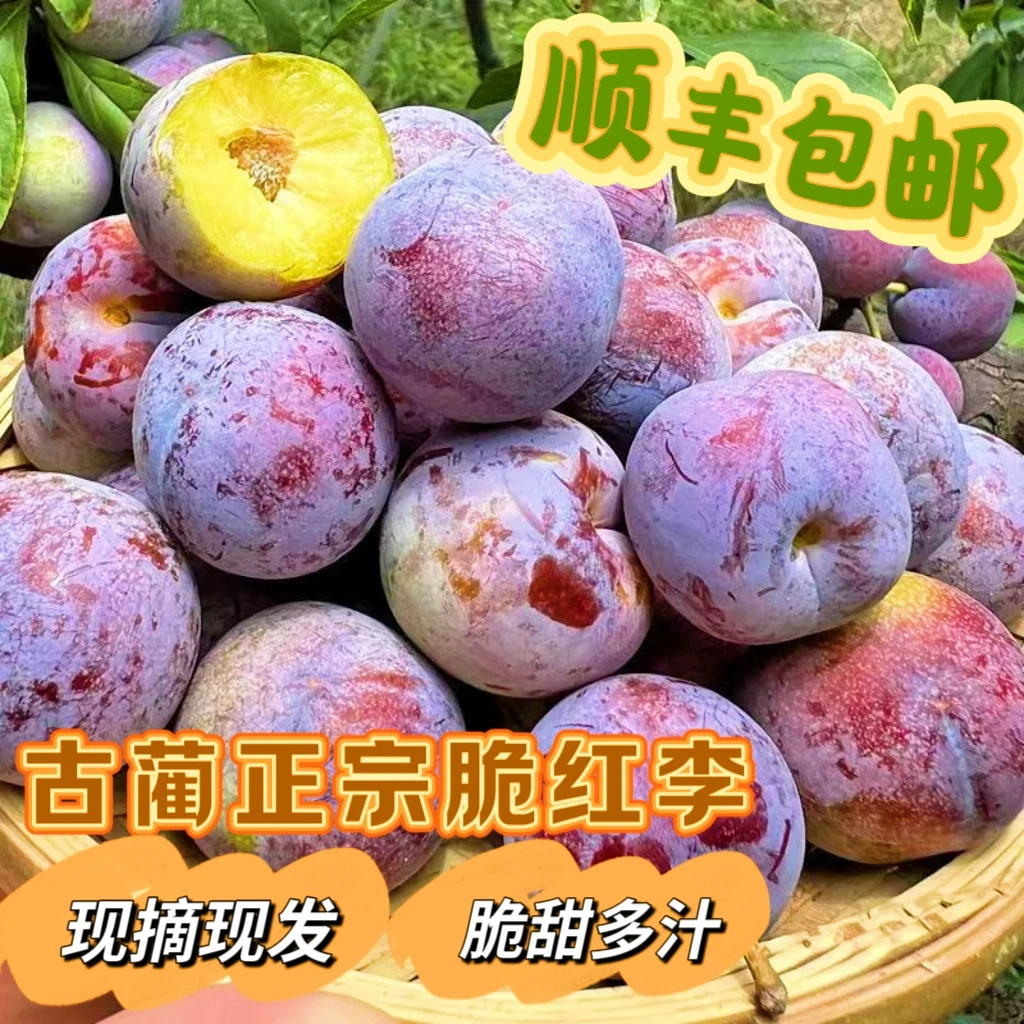 四川古蔺本地高山脆红李 顺丰包邮