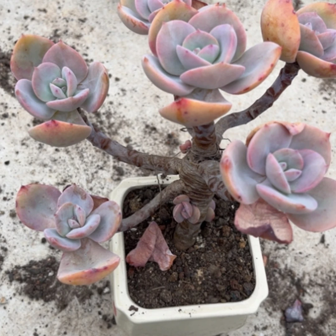 【闪购商品】传*白凤