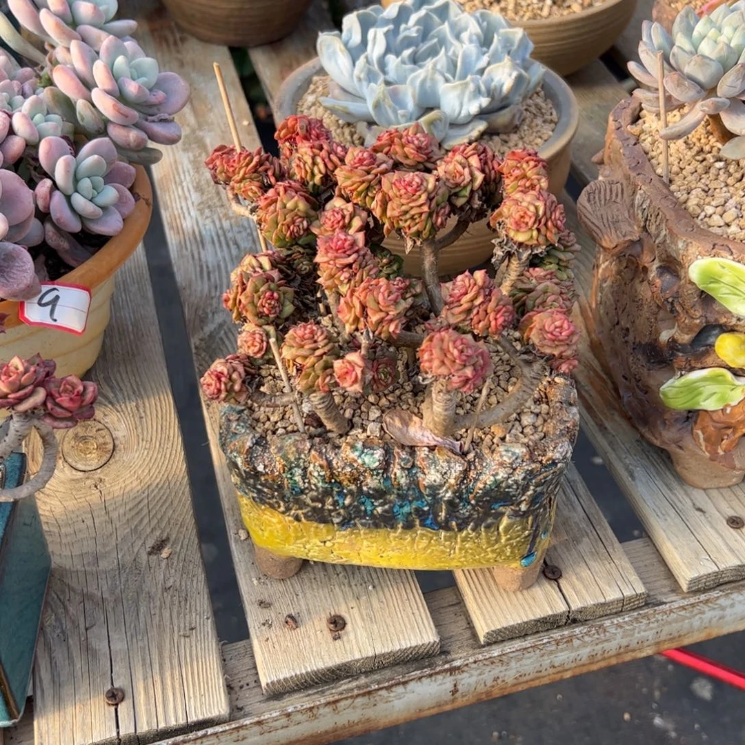 辣牡丹28 零零多肉植物