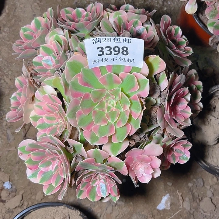3398粉女巫多肉植物